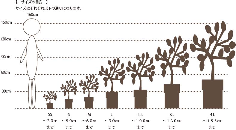 商品のサイズの目安