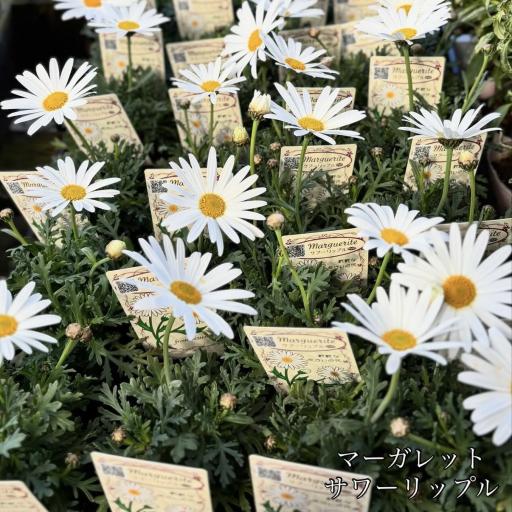 Instagramに投稿された画像