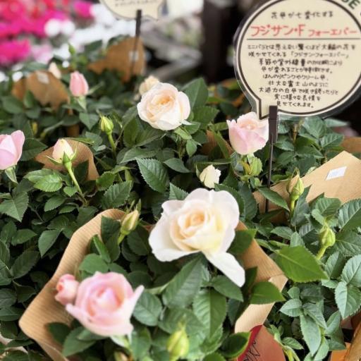 Instagramに投稿された画像