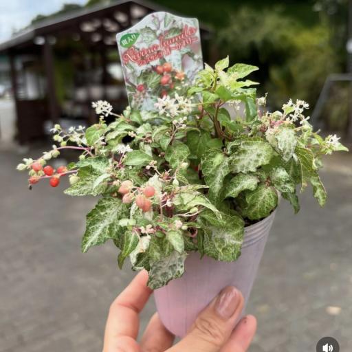 Instagramに投稿された画像