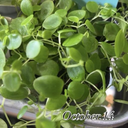 Instagramに投稿された画像