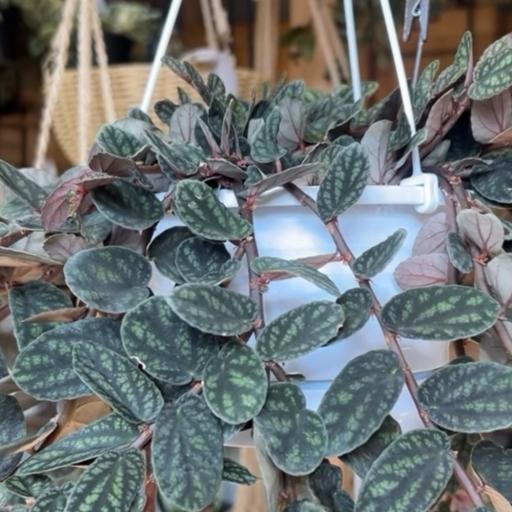 Instagramに投稿された画像