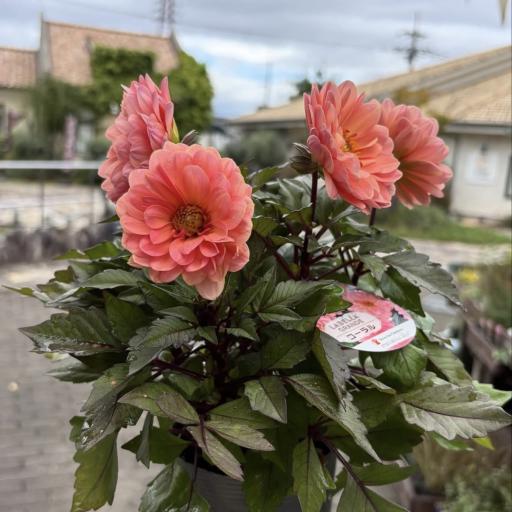 Instagramに投稿された画像