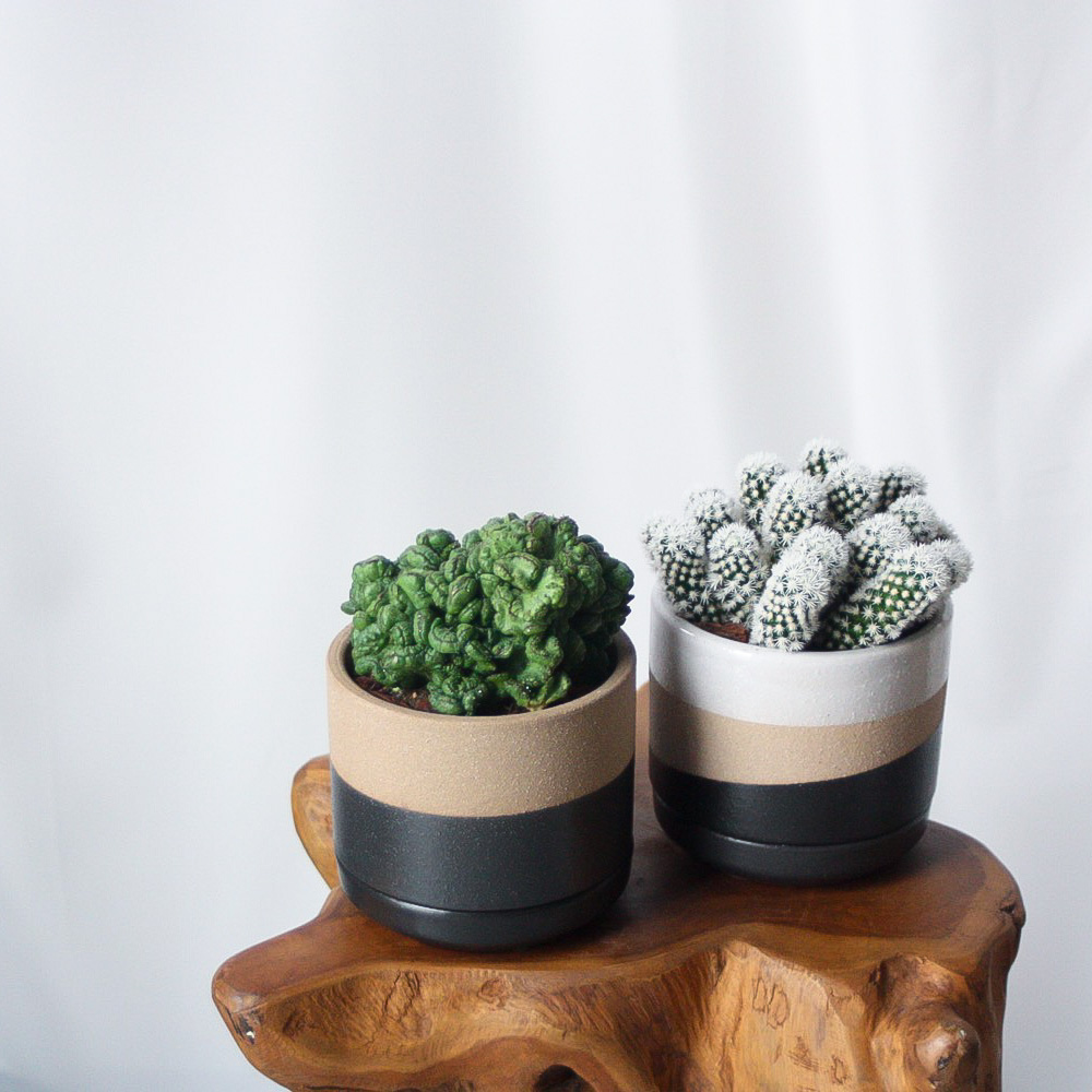 valiem aobouzu コラボ鉢 valiem aobouzu コラボ鉢 valiemとaobouzuのコラボ鉢 バリエム Mサイズ