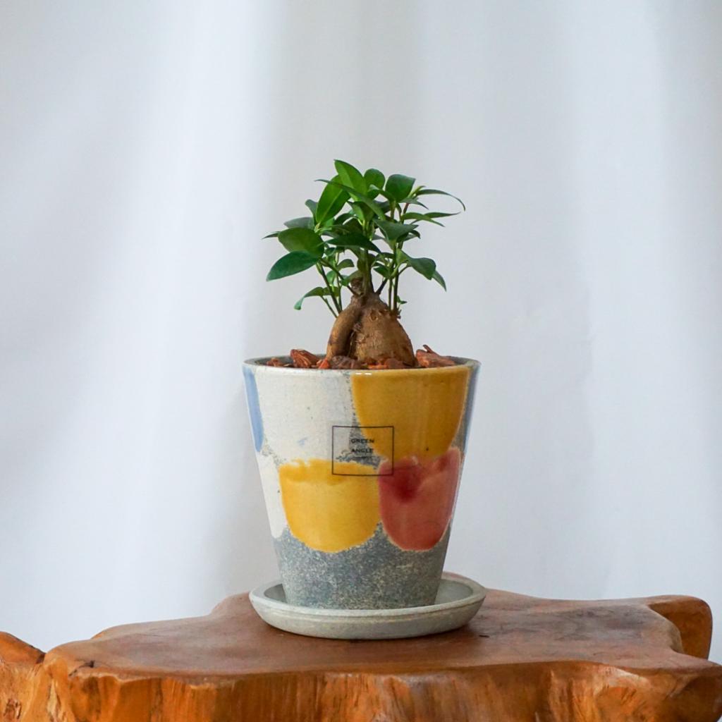 【ガジュマル】信楽焼き＊複数商品/送料込み