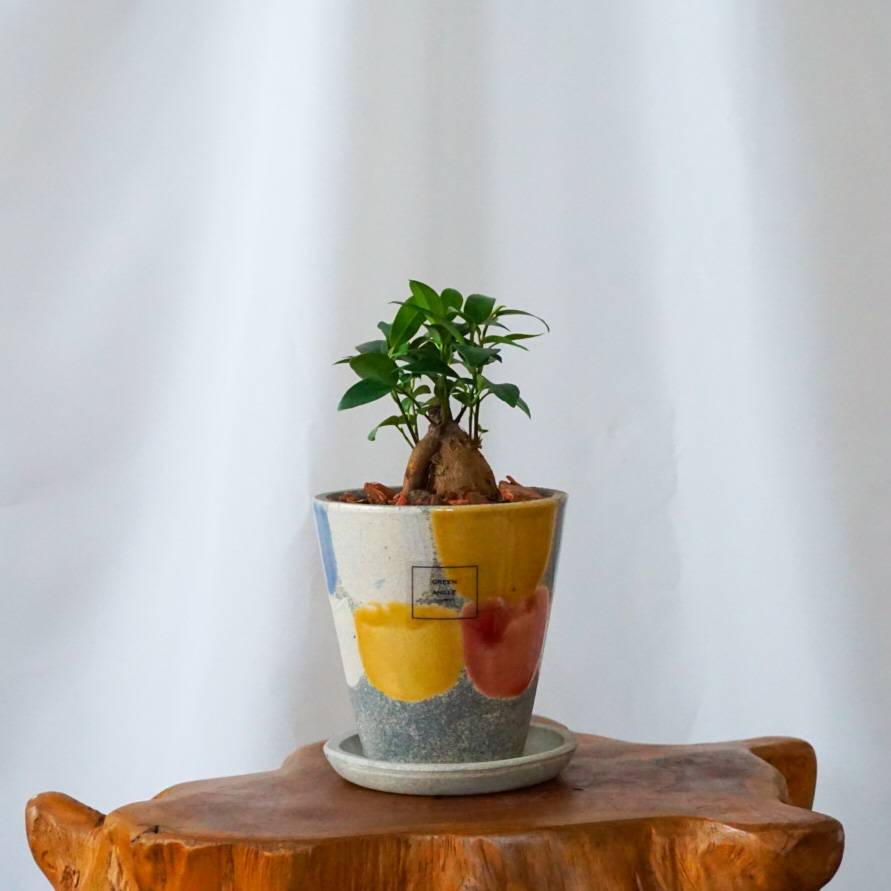 【ガジュマル】信楽焼き*複数商品/送料込み