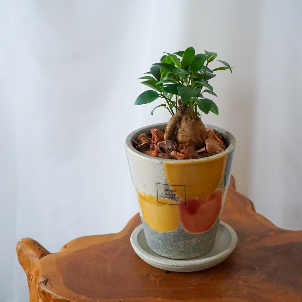 【ガジュマル】信楽焼き*複数商品/送料込み