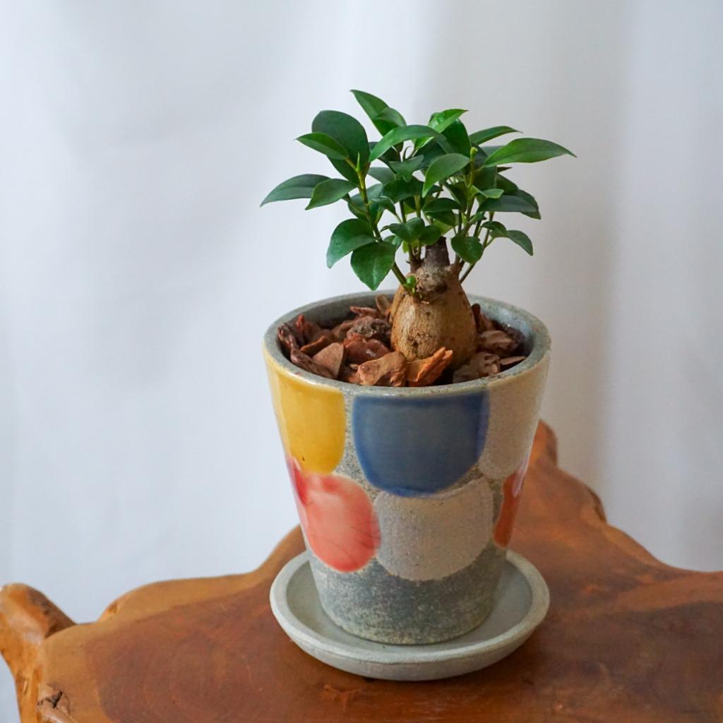 【ガジュマル】信楽焼き*複数商品/送料込み