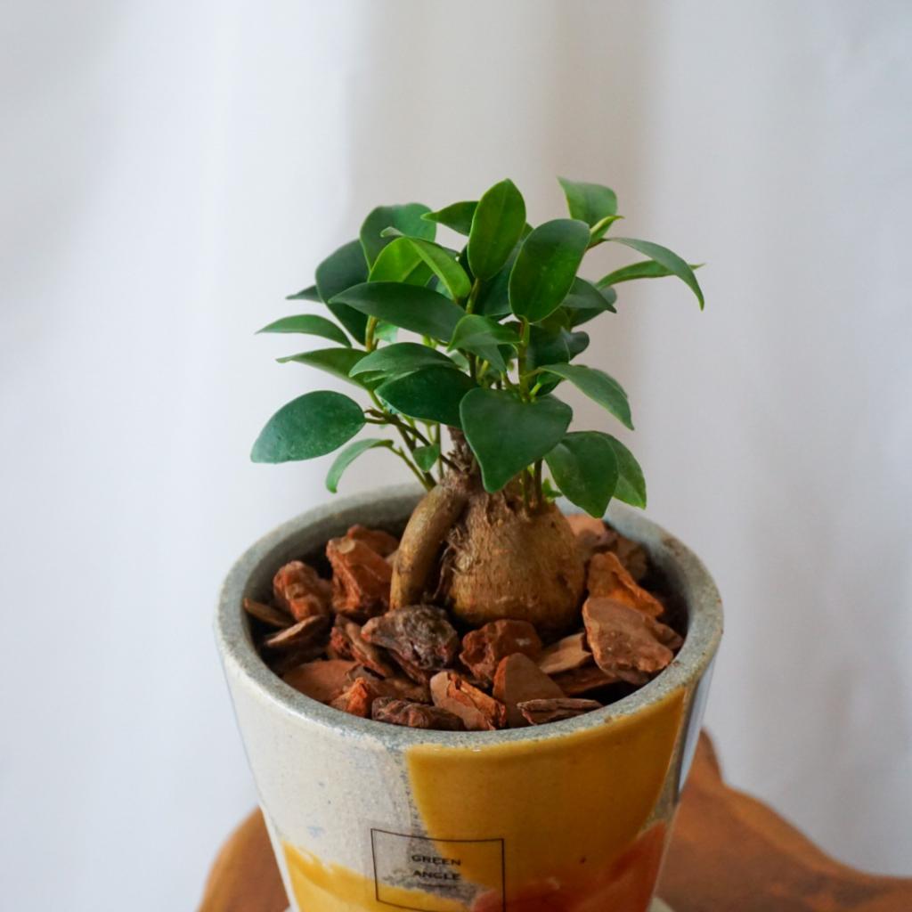 【ガジュマル】信楽焼き*複数商品/送料込み