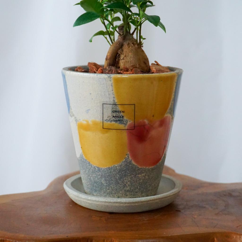 【ガジュマル】信楽焼き*複数商品/送料込み