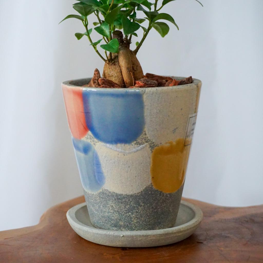 【ガジュマル】信楽焼き*複数商品/送料込み