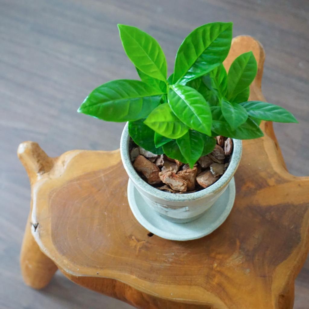 【ガジュマル】信楽焼き*複数商品/送料込み