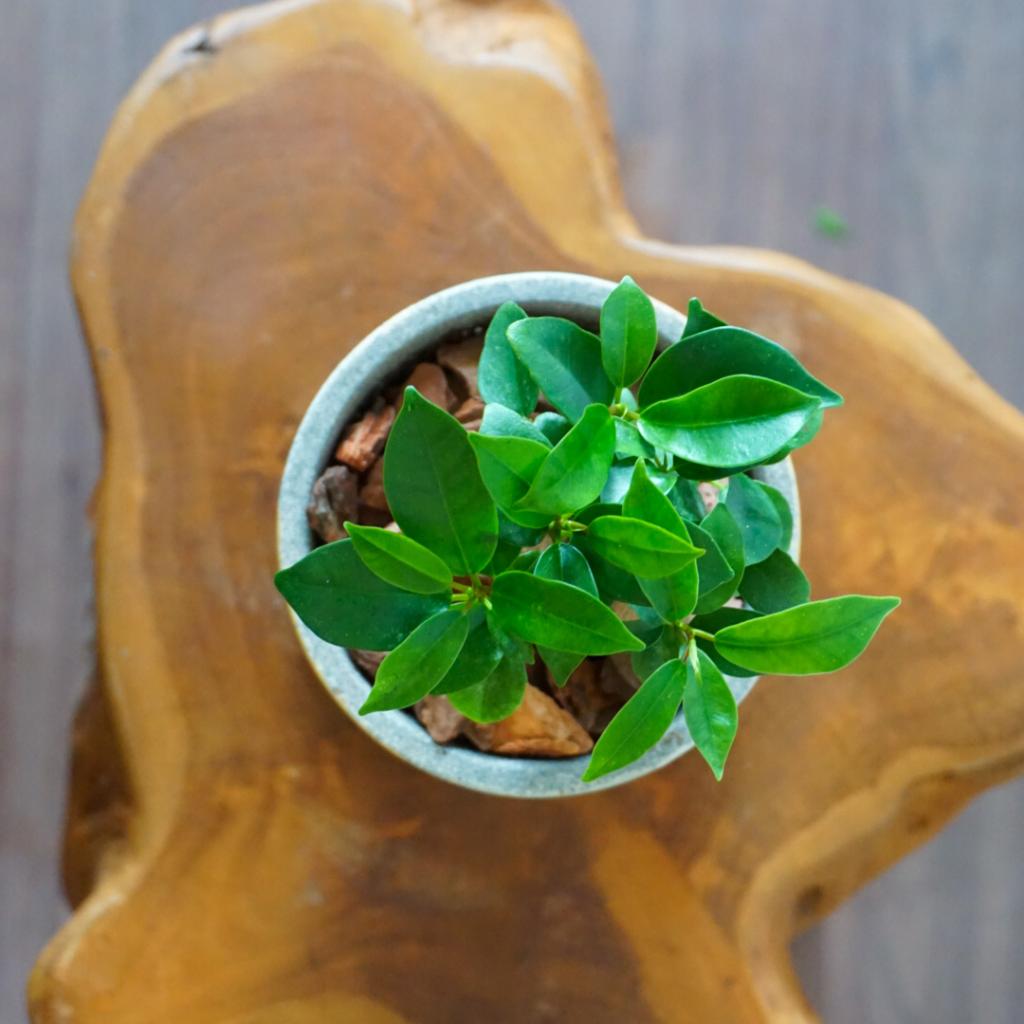 【ガジュマル】信楽焼き*複数商品/送料込み