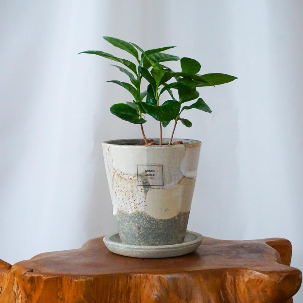 【コーヒーノキ】信楽焼き＊複数商品/送料込み