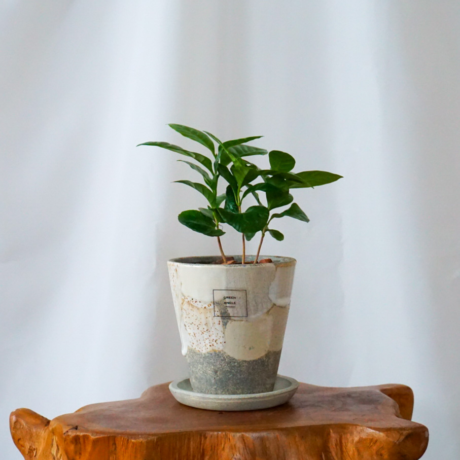 【コーヒーノキ】信楽焼き*複数商品/送料込み