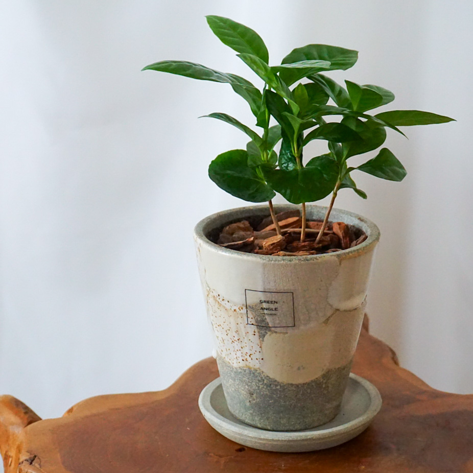 【コーヒーノキ】信楽焼き*複数商品/送料込み