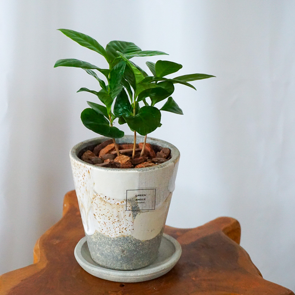 【コーヒーノキ】信楽焼き*複数商品/送料込み