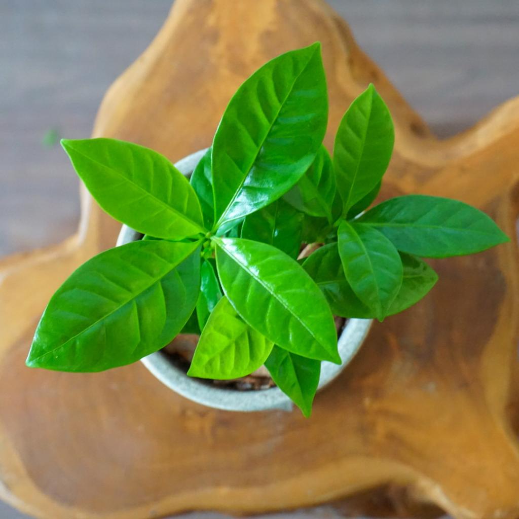 【コーヒーノキ】信楽焼き*複数商品/送料込み