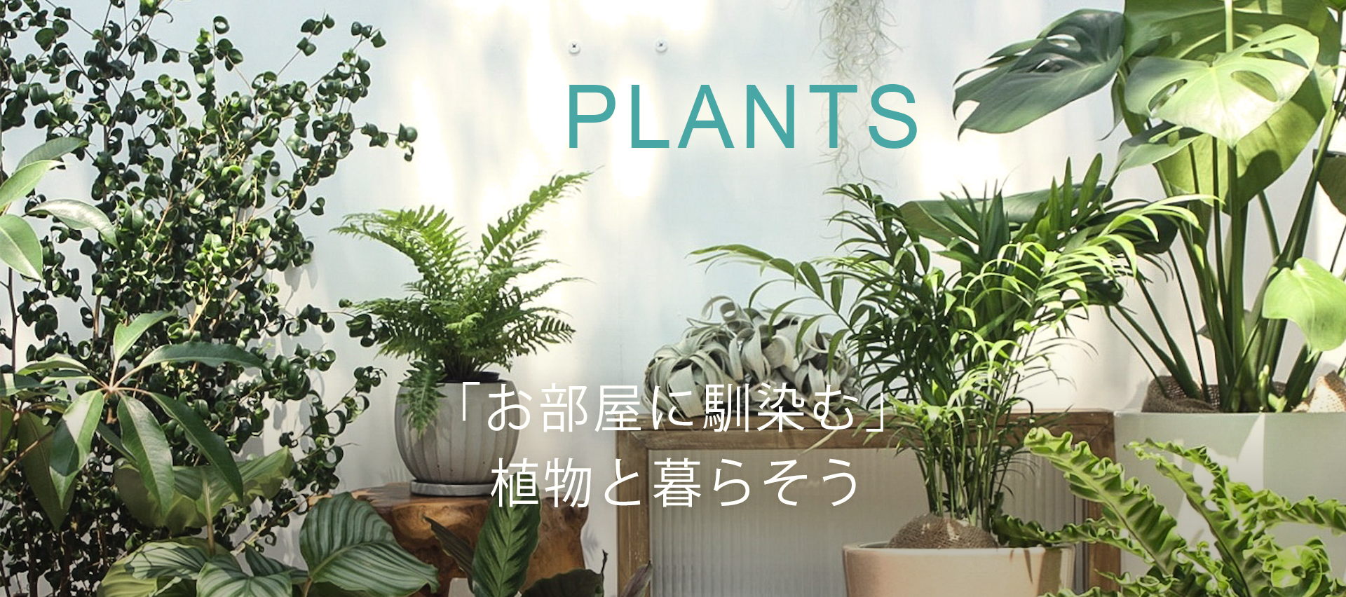 PLANTS 「お部屋に馴染む」植物と暮らそう