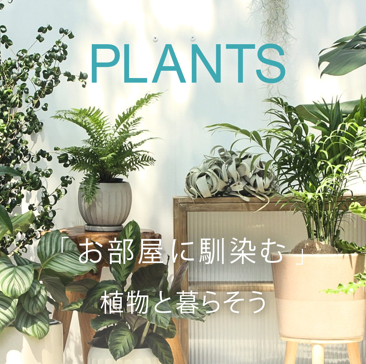 PLANTS 「お部屋に馴染む」植物と暮らそう